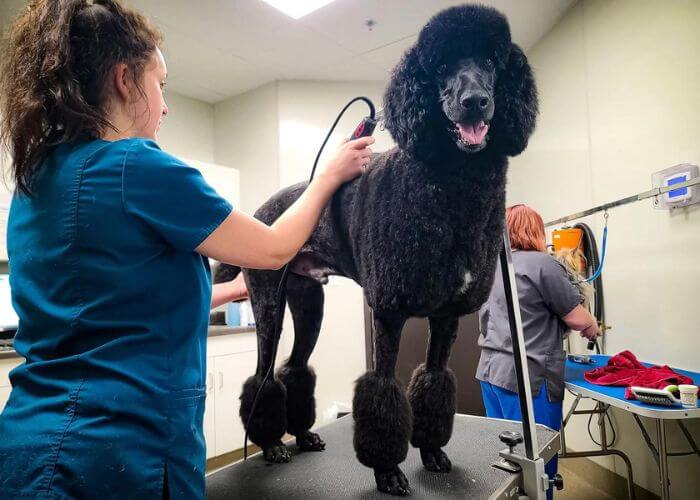 female groomer grooming dog