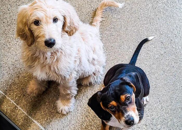 two dogs looking up