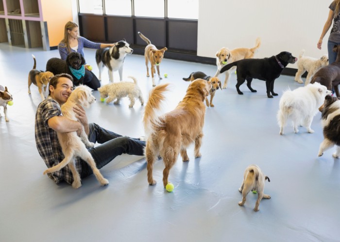 Dog daycare owners playing with dogs