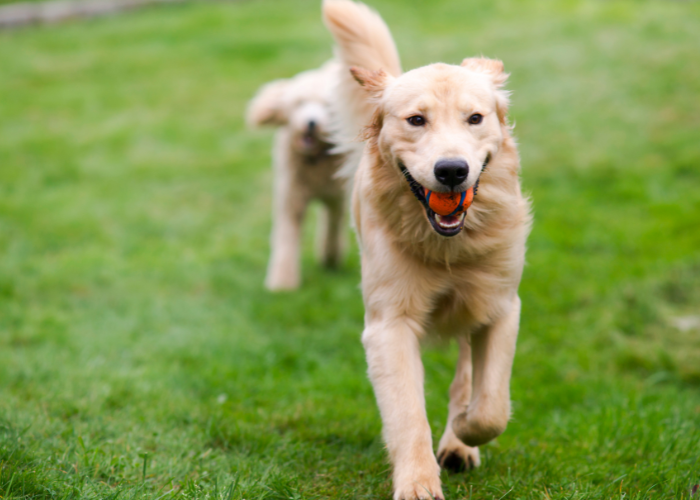 dogs running outside in the grass