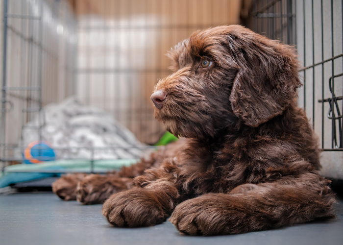 dog laying outside a kennel