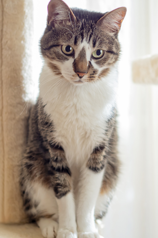 cat sitting on a cat tower