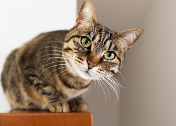 Staring Cat on Wooden Shelf