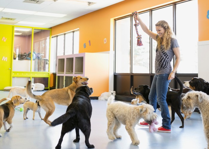 Woman playing with dogs at dog daycare