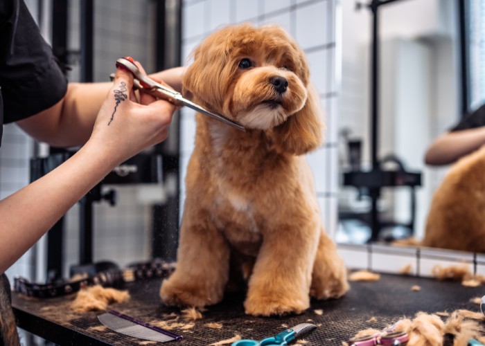 Haircut of a dog from a grooming salon