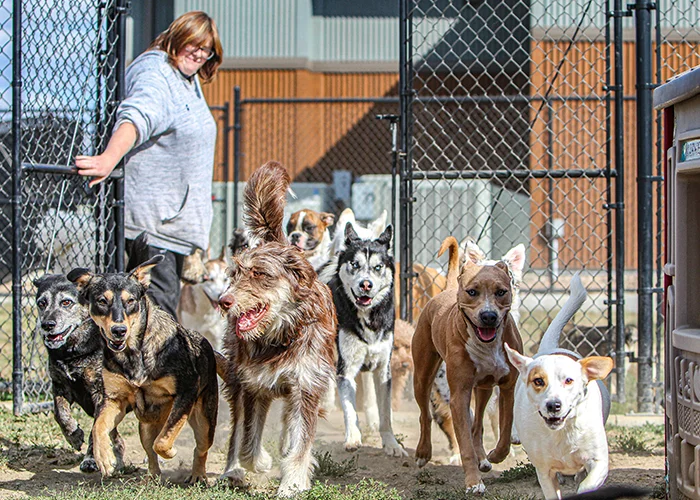 A group of dogs being let out into a yard