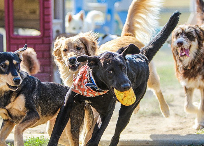 A group of dogs playing outside